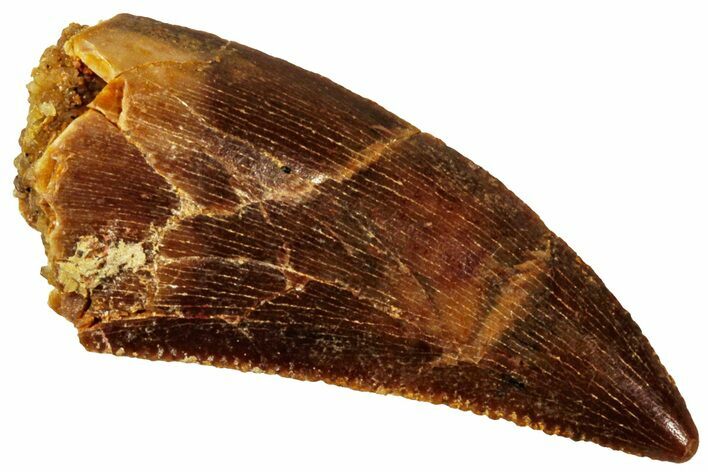 Serrated, Raptor Tooth - Real Dinosaur Tooth #296205